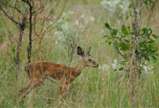 Baby impala