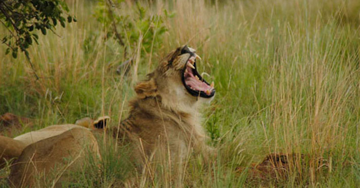 Lions yawn
