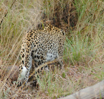 Leopard Sighting