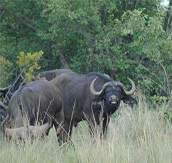 Buffalo sightings on the Northern Camp