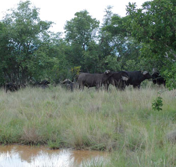 Buffalo sightings on the Northern Camp